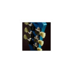 CORT CR200 FBL ΗΛΕΚΤΡΙΚΗ ΚΙΘΑΡΑ CR SERIES 200 FLIP BLUE - Image 7